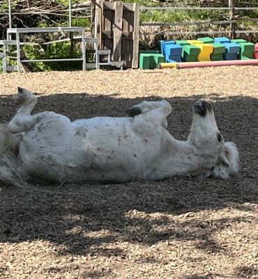 Pferd